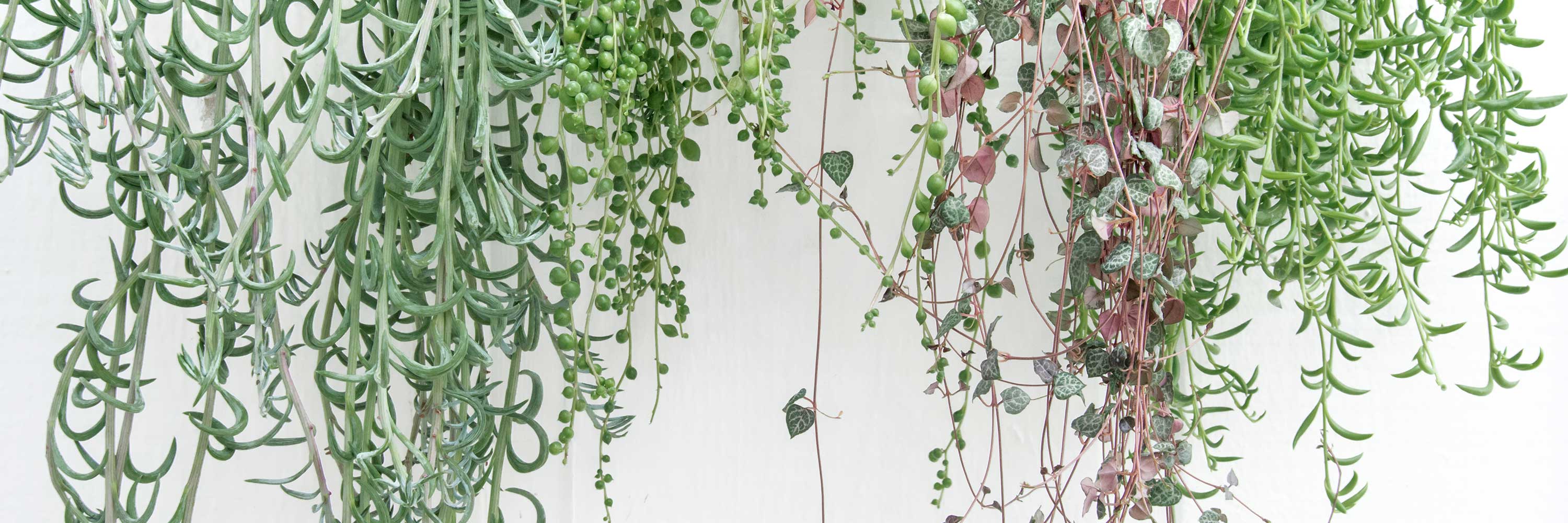 String of Pearls, Bananas, Fishhooks, Trailing Succulents