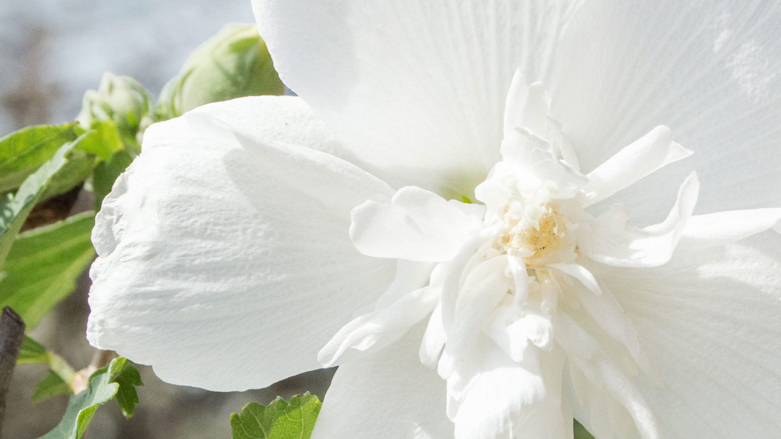 Rose of Sharon Mulhall's