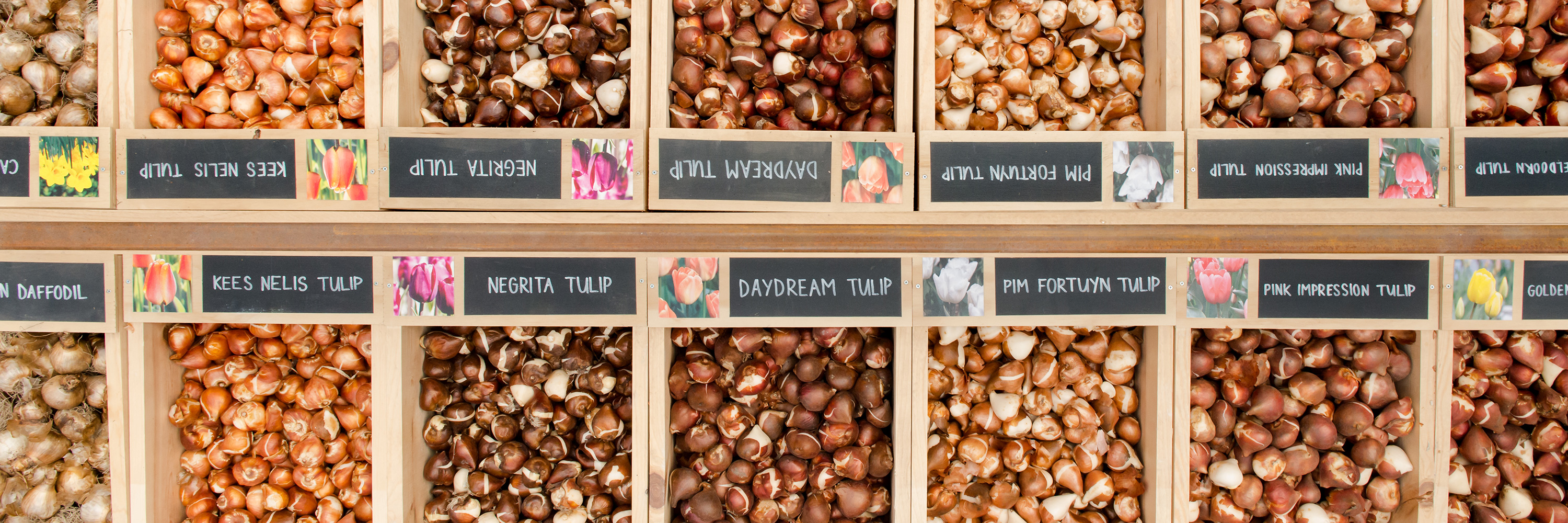 The Bulb Market is Open Mulhall's