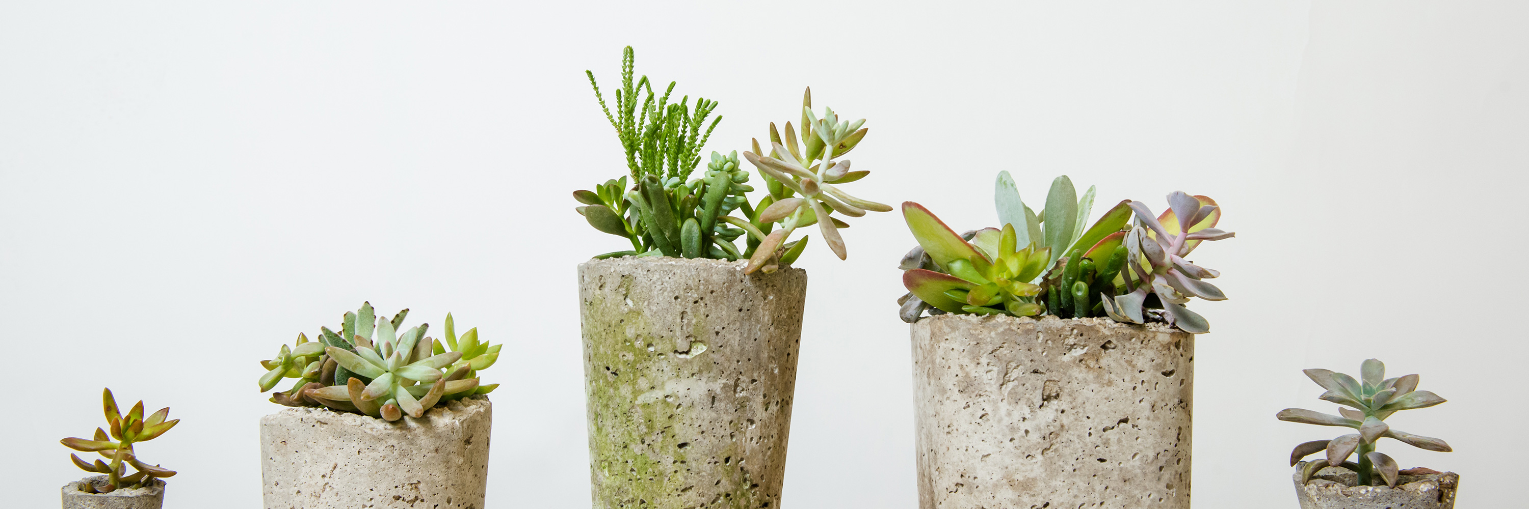 New Succulent Planters : Mulhall's