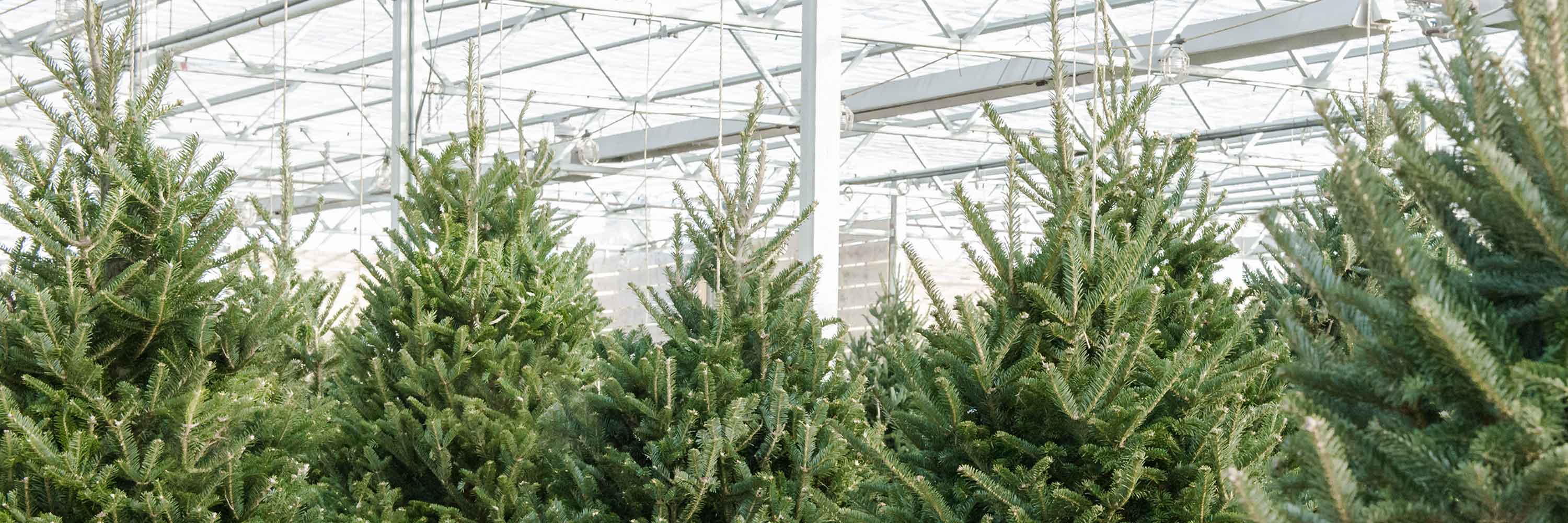 Fresh Cut Christmas Trees are Here Mulhall's