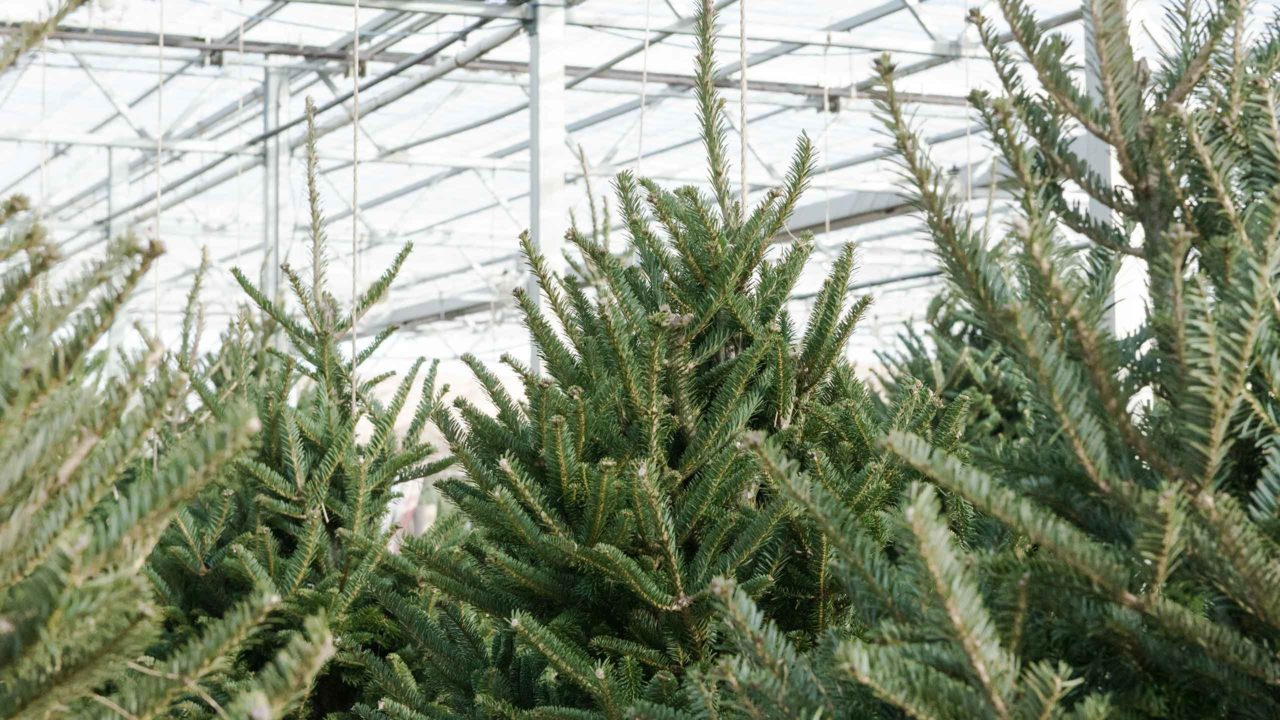 Fresh Cut Christmas Trees are Here Mulhall's