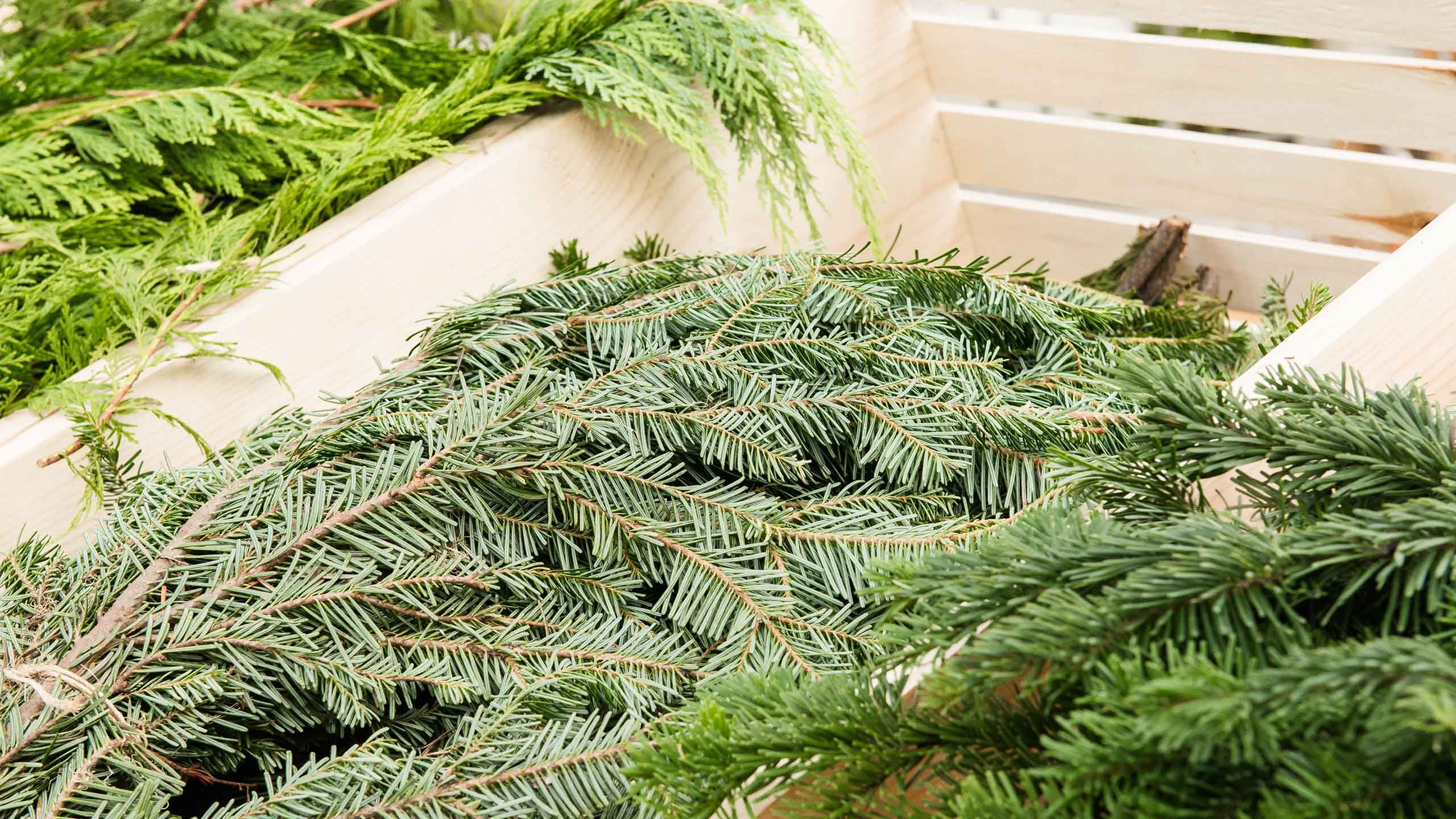 Fresh Cut Fir Evergreen Boughs, Branches for Holiday Decorations