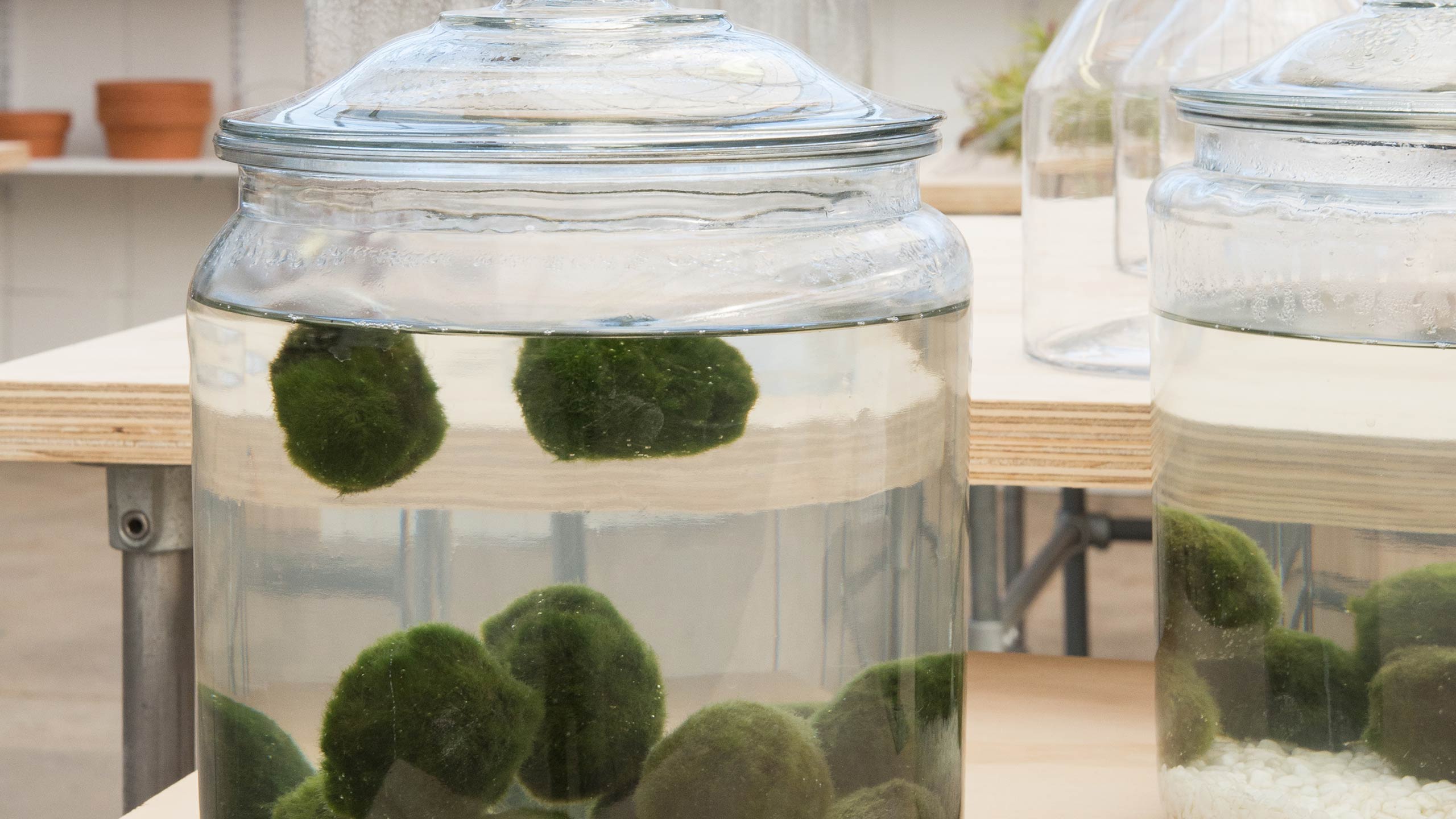 Marimo moss balls Live aquarium plant 1” (Remember to order heat