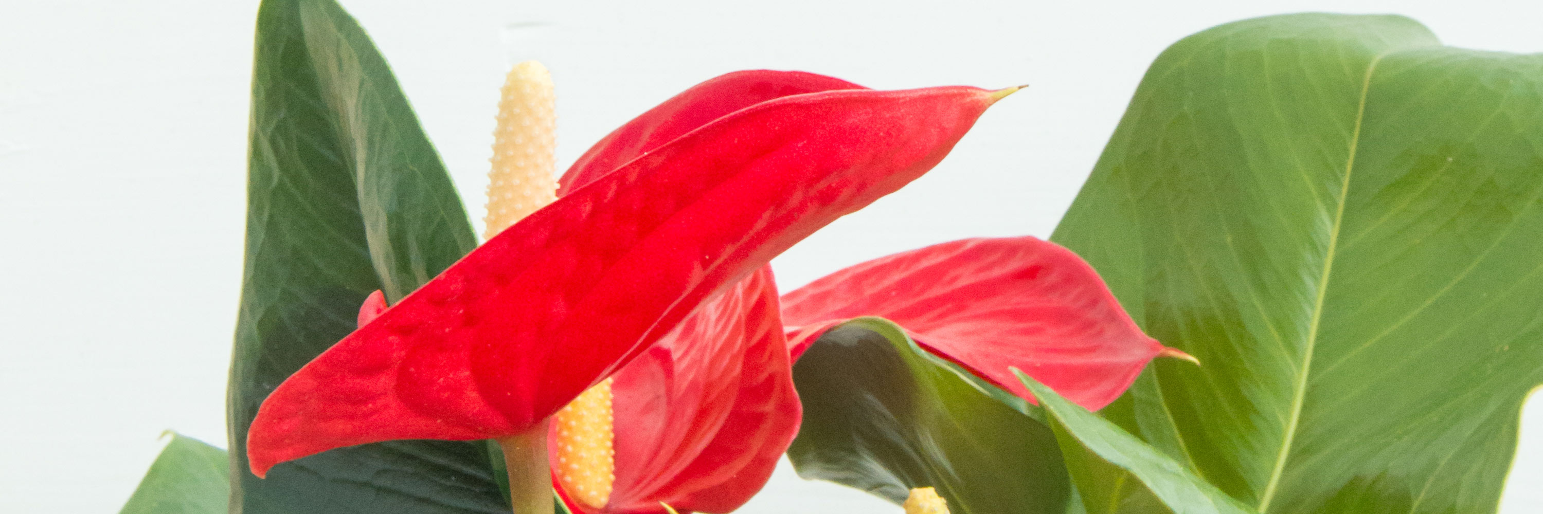 weeping fig indoor plant Buy Ficus benjamina: Cultivate Serenity with the Weeping Fig