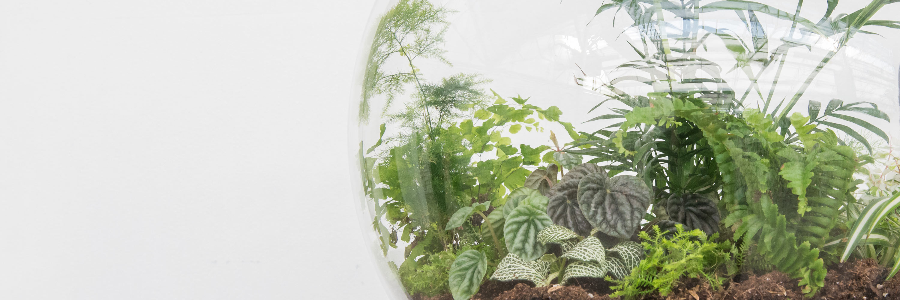 Gardens under Glass Mulhall's