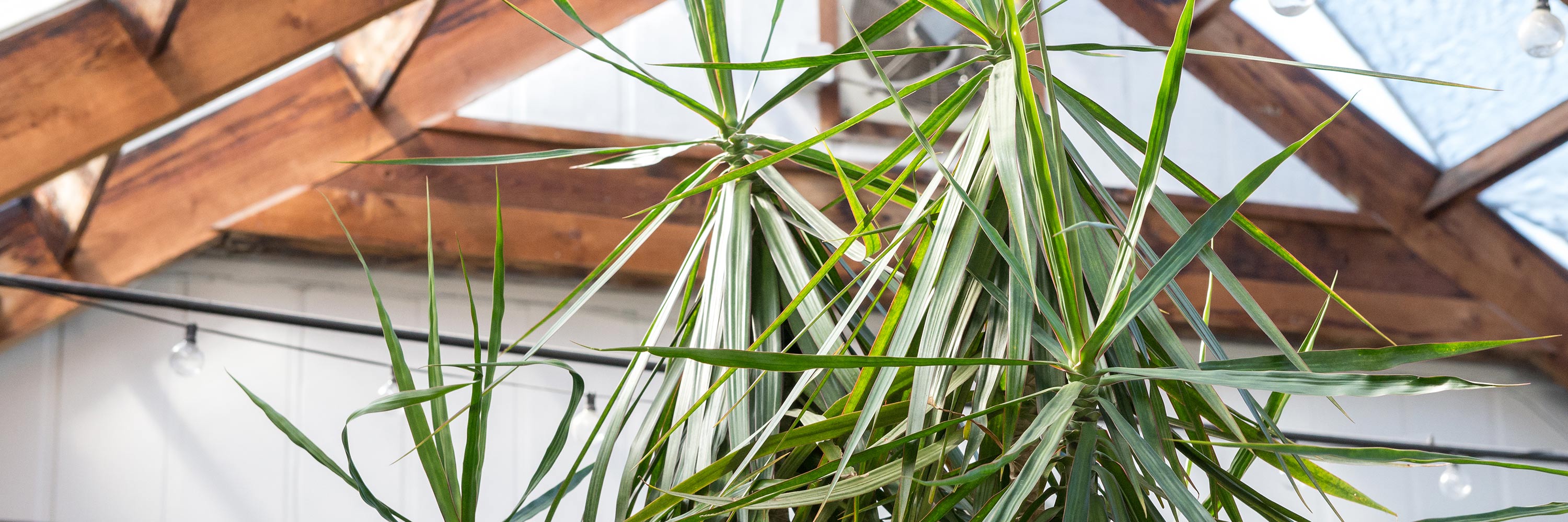 Meet Dracaena marginata | Mulhalls