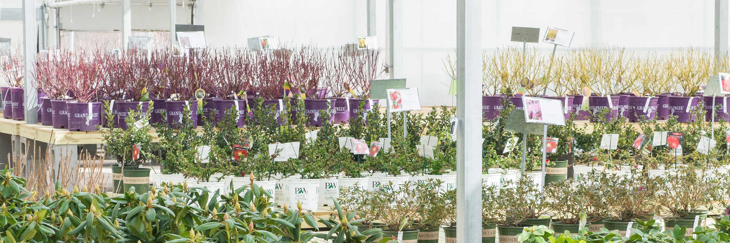 Spring Comes Early to the Nursery Yard Mulhall's