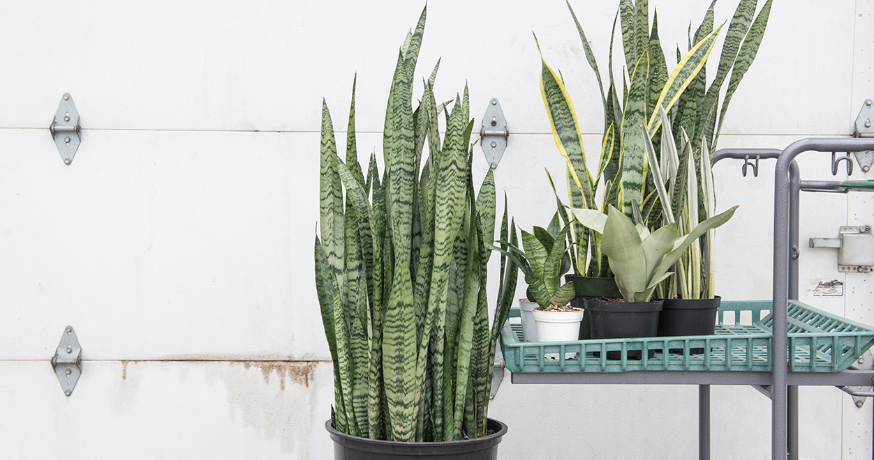 Sansevieria | Mulhall's