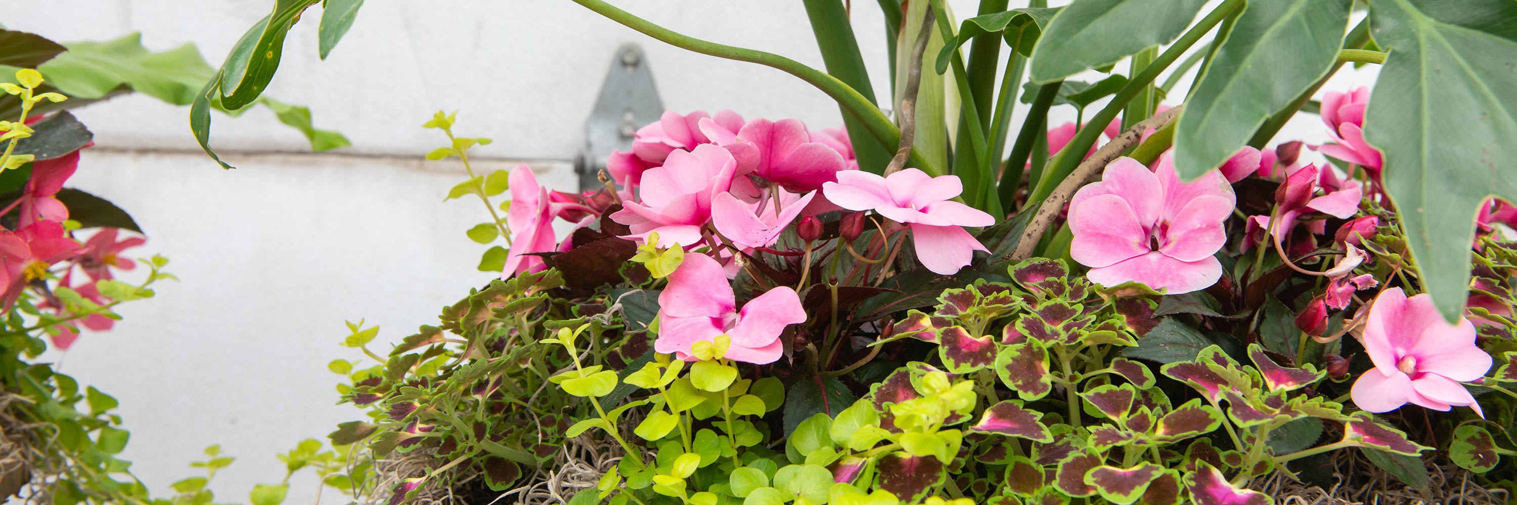 Using Houseplants in Your Outdoor Container Designs Mulhall's