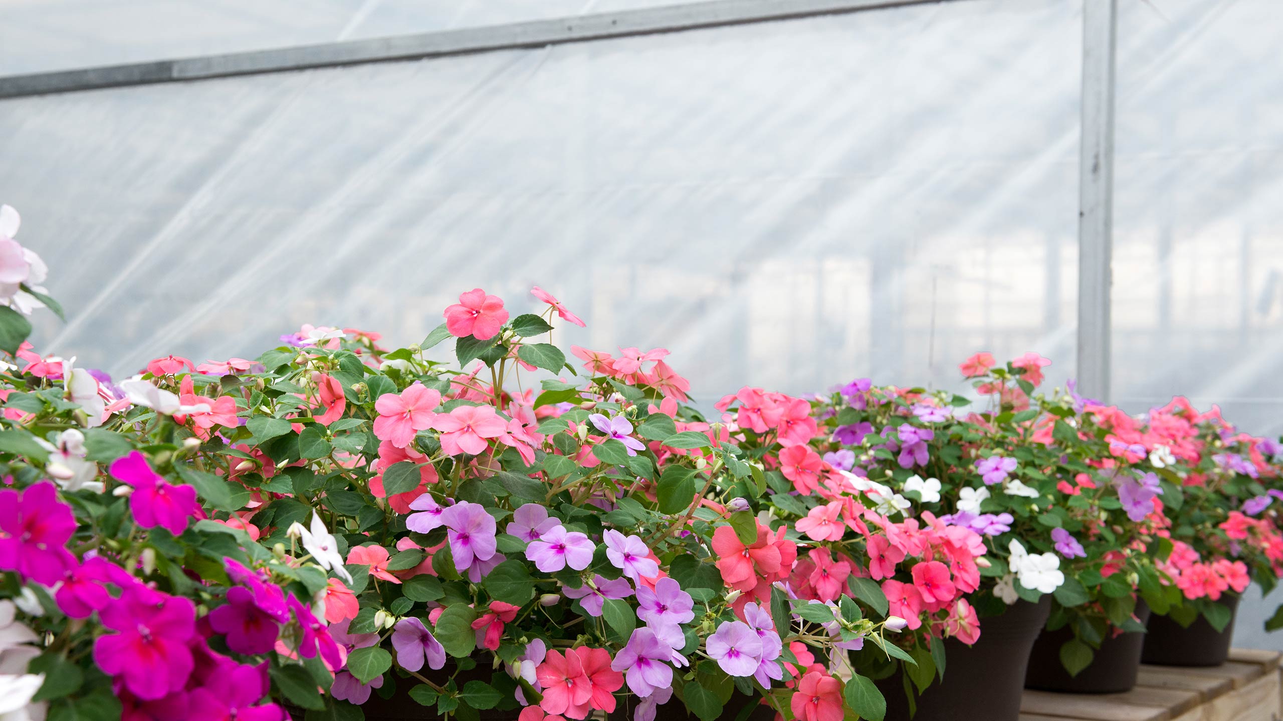 Bring Spring to Your Doorstep in 3 Easy Steps : Mulhall's