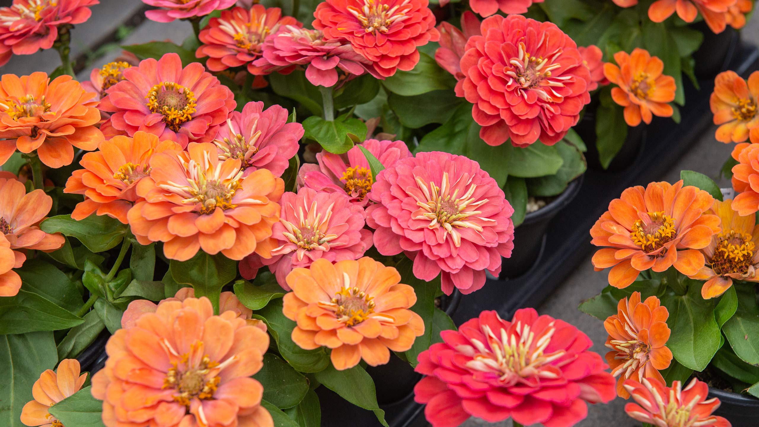 Our Favorite Annuals for Sun, Shade, and In-Between : Mulhall's