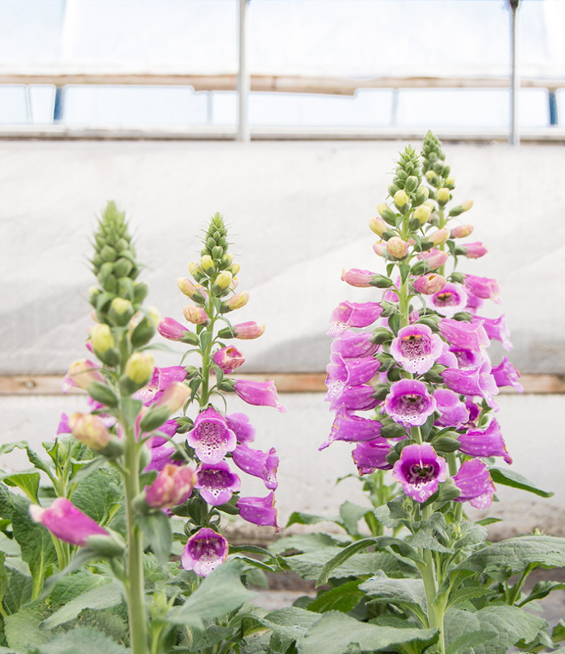 Mulhall's Nursery Garden Center & Landscaping Services