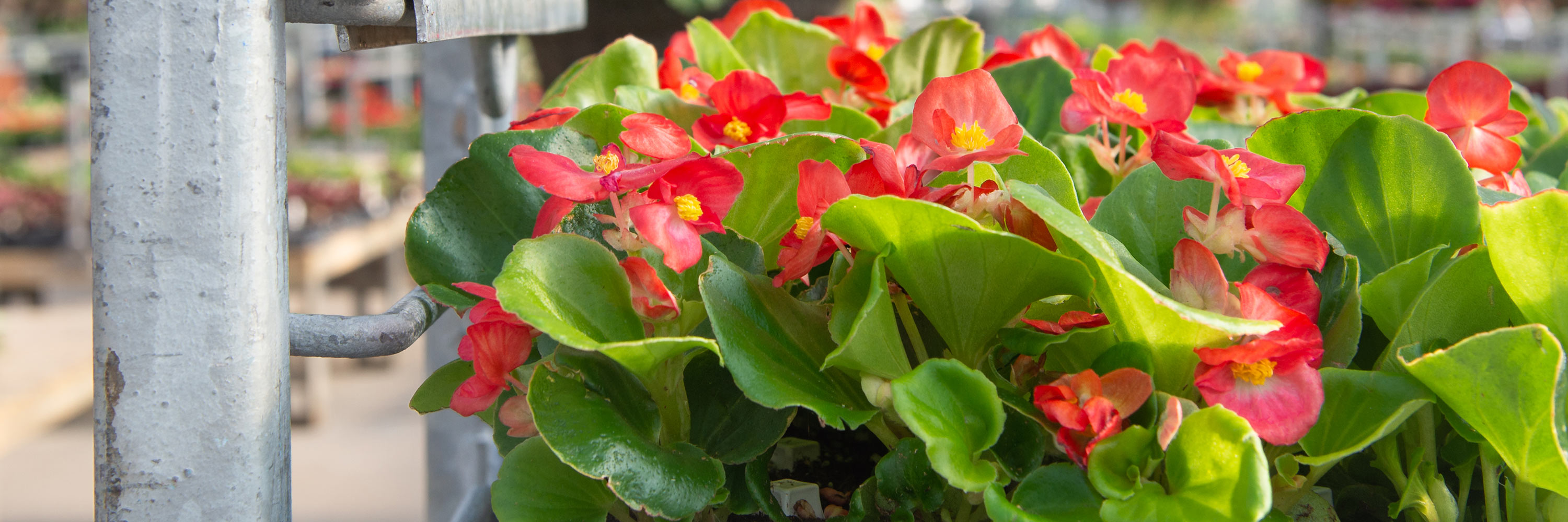 Begonia Growing Guide Choose The Right Begonia Mulhall's