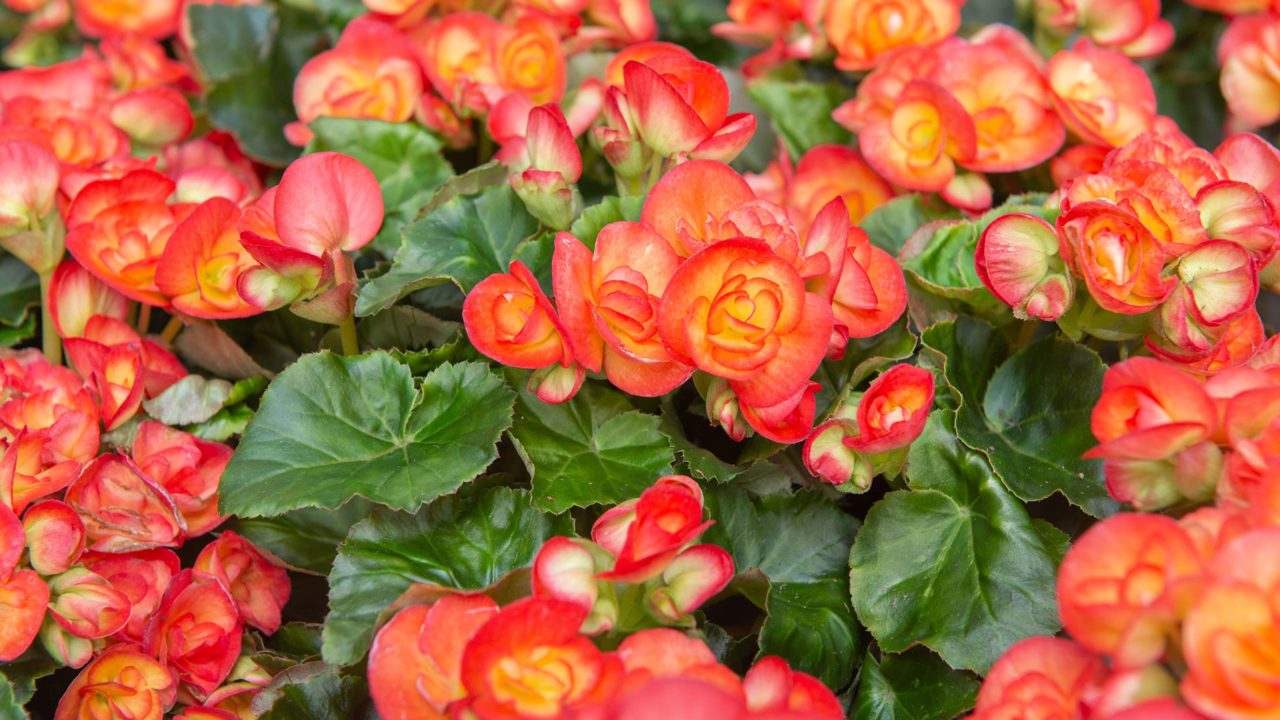 Begonia Growing Guide | Choose The Right Begonia | Mulhall's