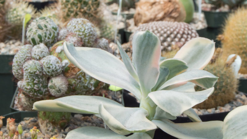 Join Us For: The Cactus and Succulent Show : Mulhall's
