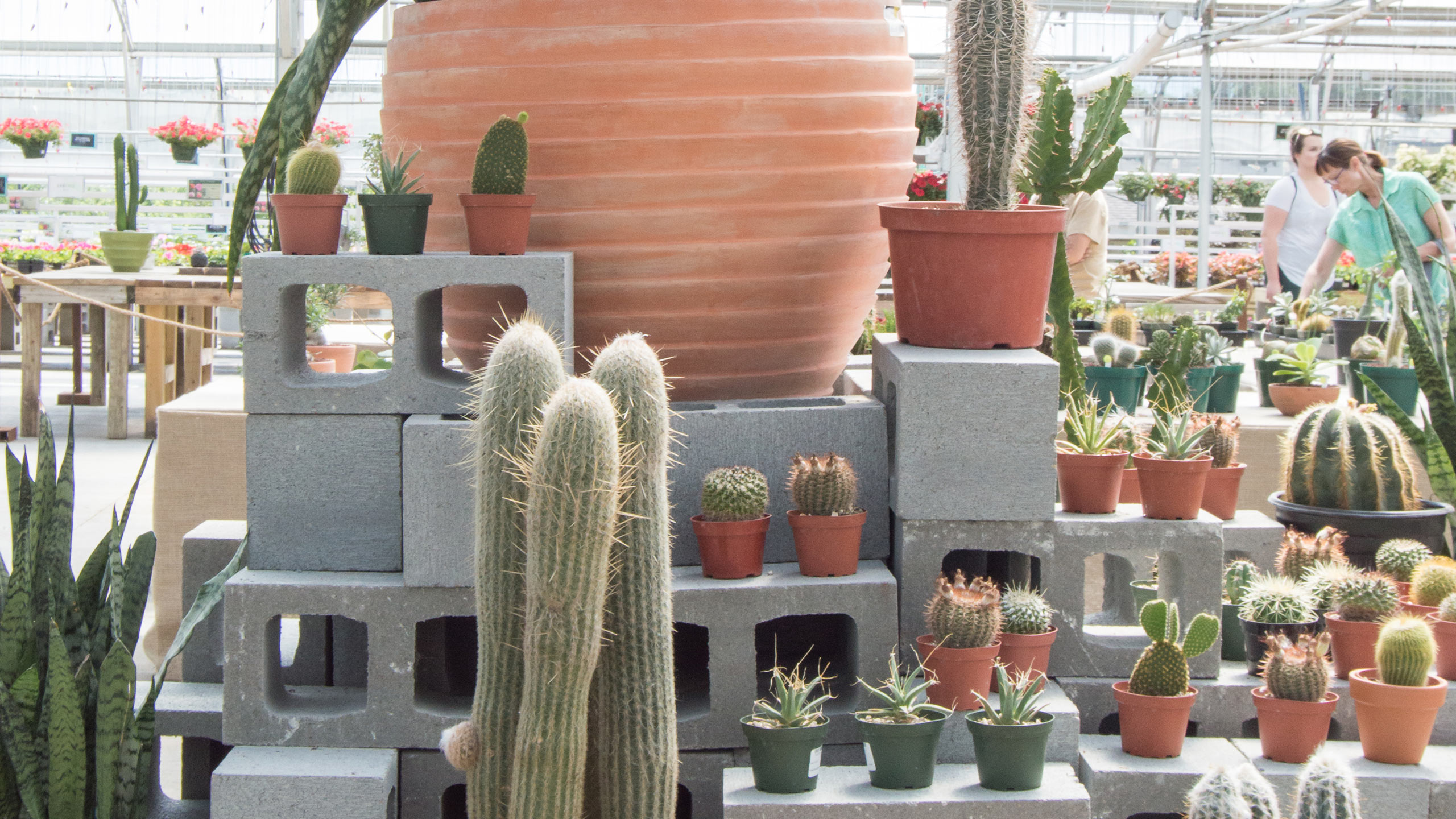 Join Us For The Cactus and Succulent Show Mulhall's