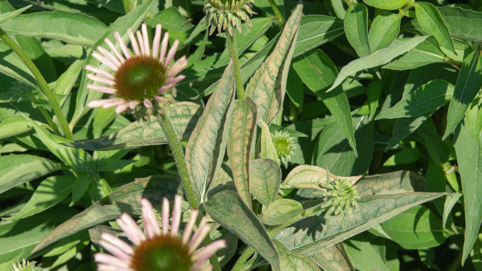 Helping Plants Survive the Heat Mulhall's