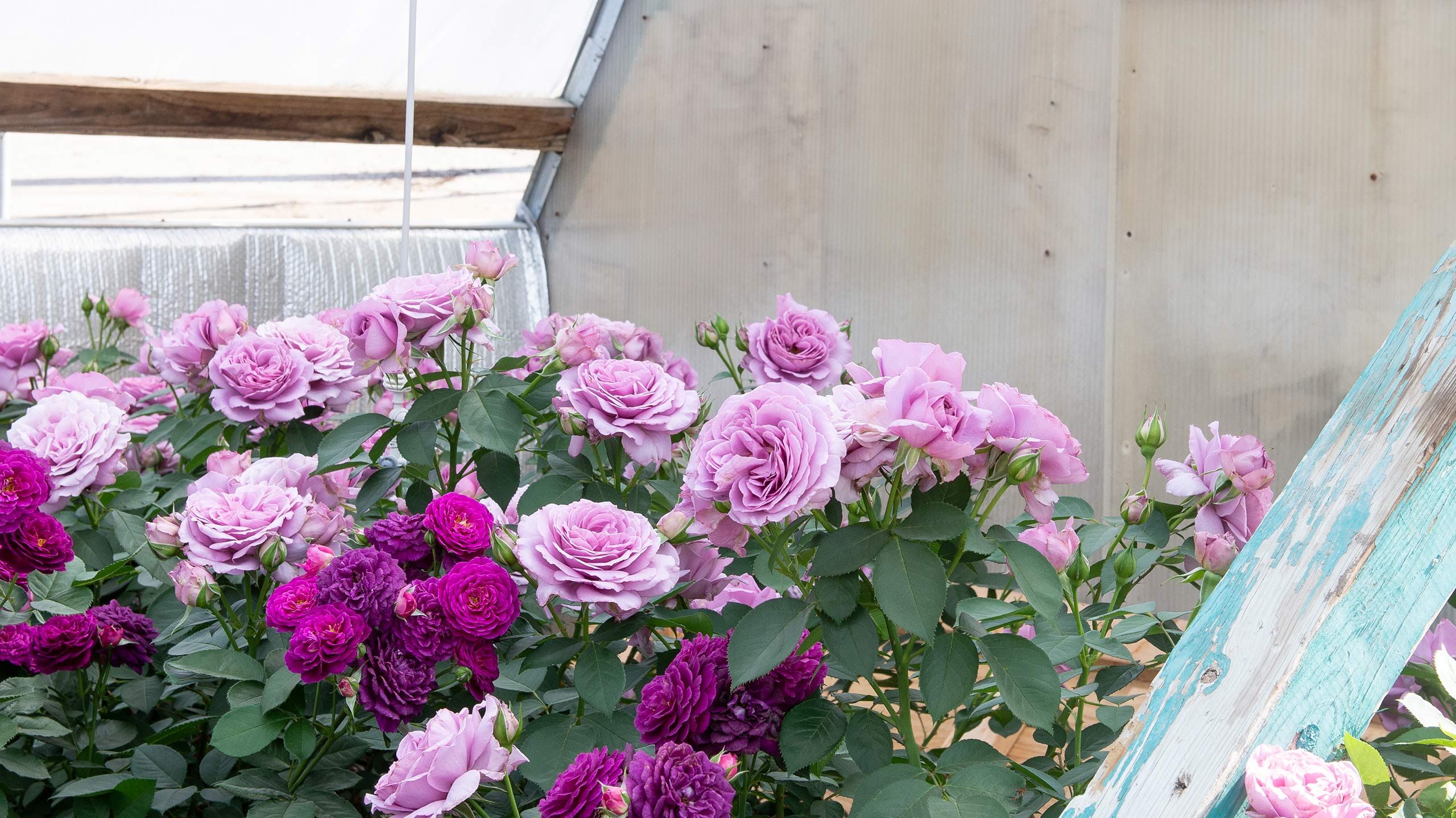 Growing roses - expert tips from Hever Castle rose garden - The