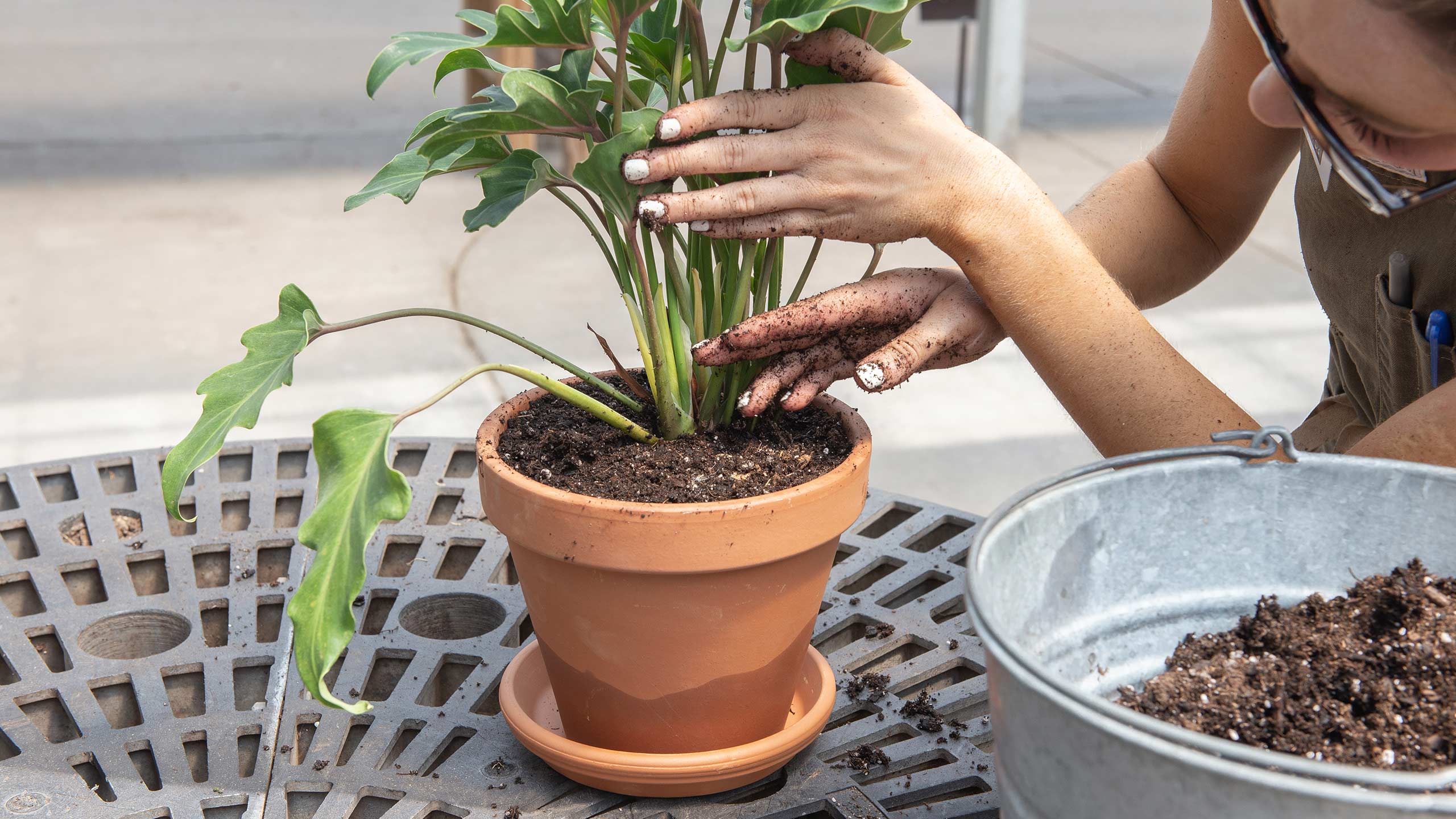 Should You Repot New Houseplants? Talking About Growing Conditions and Coco  Coir 