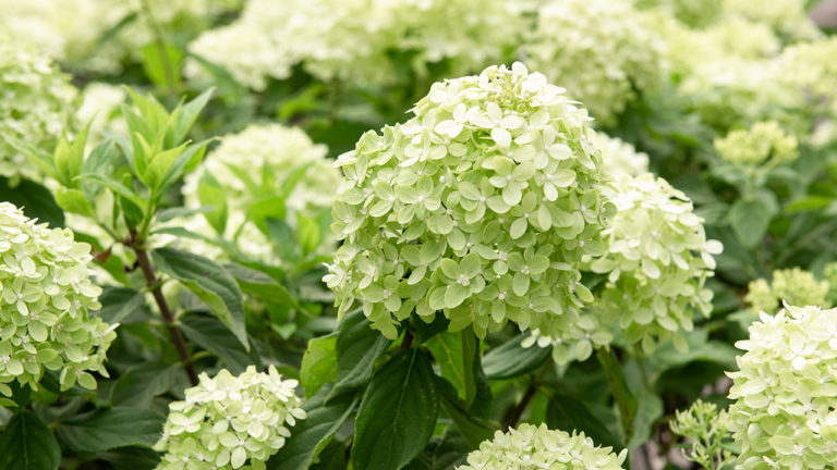 4 Reasons to Fall for Hydrangeas | Hydrangea paniculata | Mulhall's