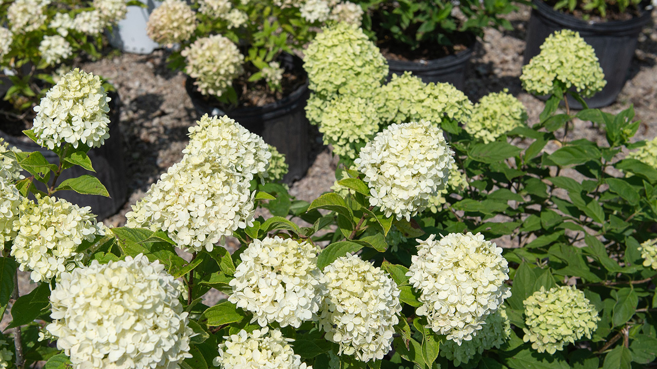 4 Reasons To Fall For Panicle Hydrangeas Mulhall S