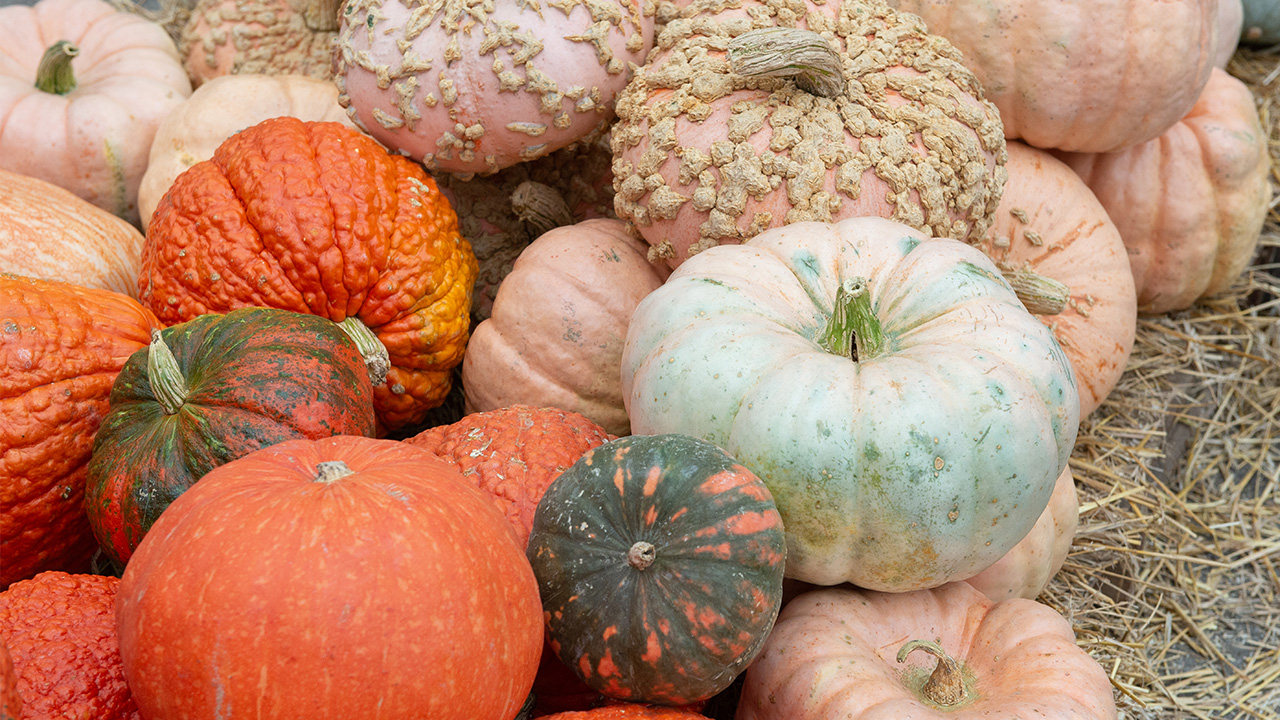 Fall Decorating with Pumpkins + Gourds : Mulhall's