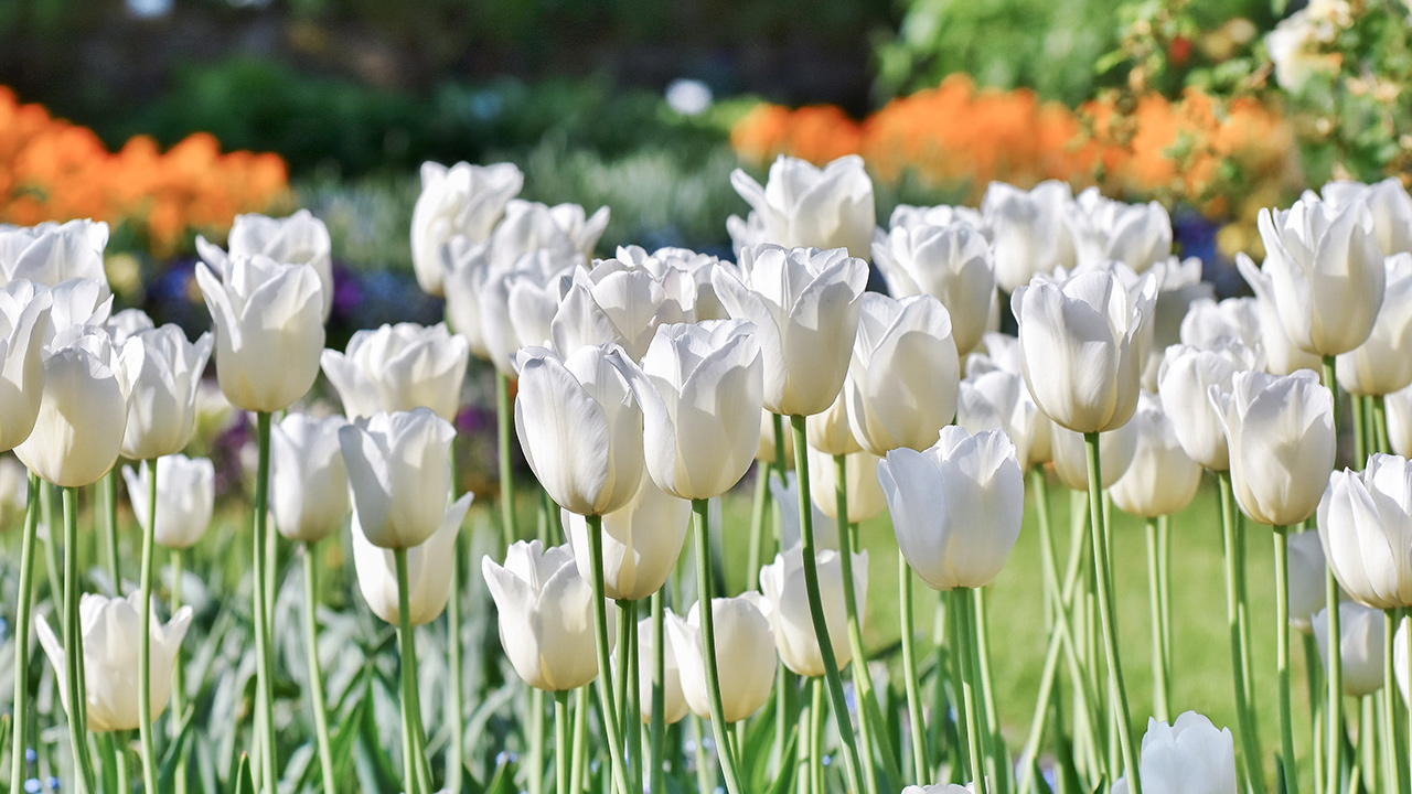 Be Bold With Tulips and Fall Bulbs