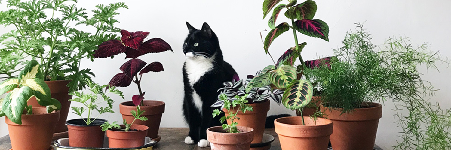 Top 11 House Plants Poisonous To Cats