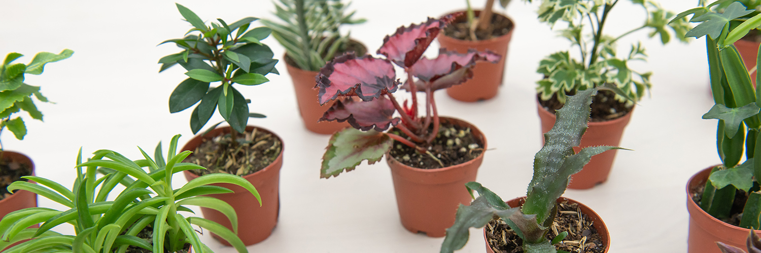 Baby Bio - Caring For Your Houseplants 