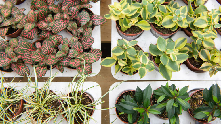 Baby Houseplants : Mulhall's