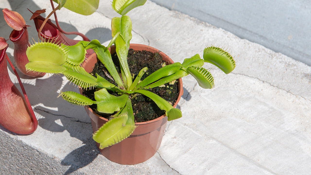 Venus Flytrap: How to Care for This Carnivorous Houseplant