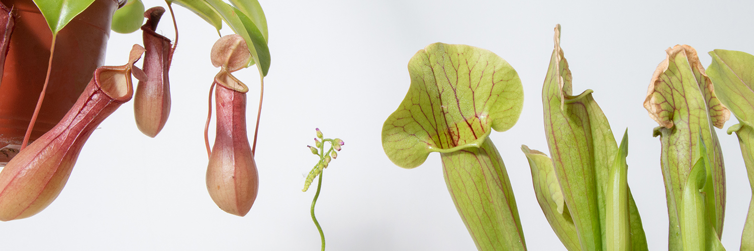 Carnivorous plants aren't as cool as you think