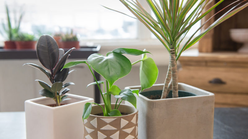 21 Best Indoor Houseplants Make Plant Parenting Easy - Country Living