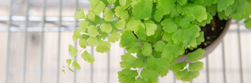 Maidenhair Fern Mulhall S
