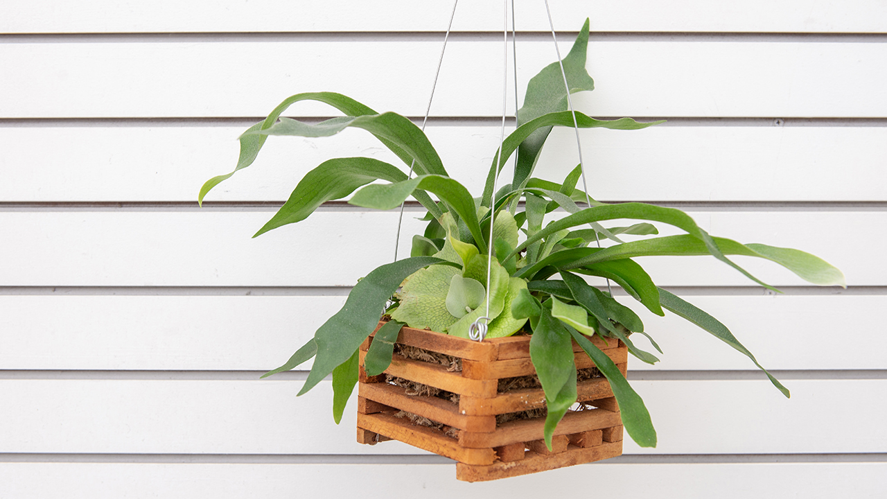 Caring for a Staghorn Fern   Mulhall's