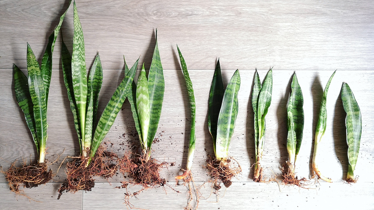 3 Easy Ways To Propagate Houseplants Mulhall S