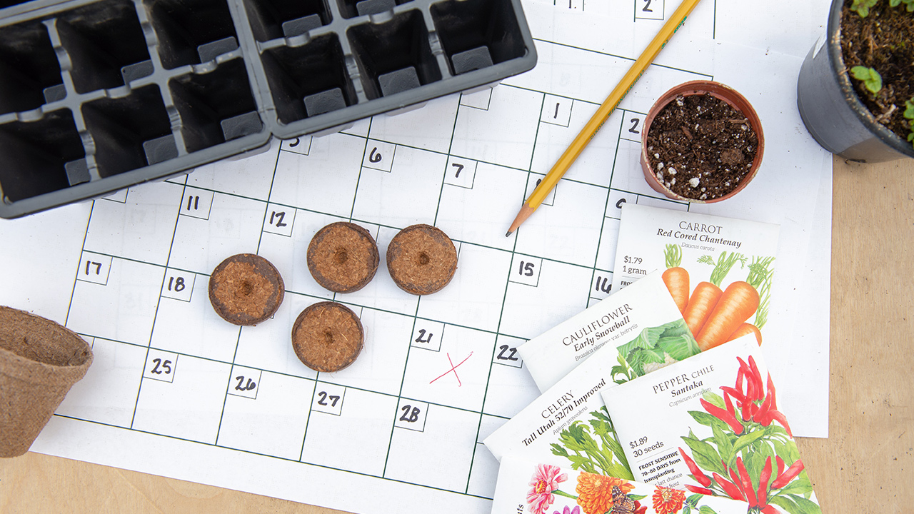 Which Seeds Should I Start Indoors? - Gardening Tips From Main Street Seed  & Supply