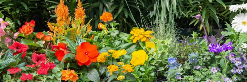 Annual Blooms for Color You’ll Love | Mulhall's