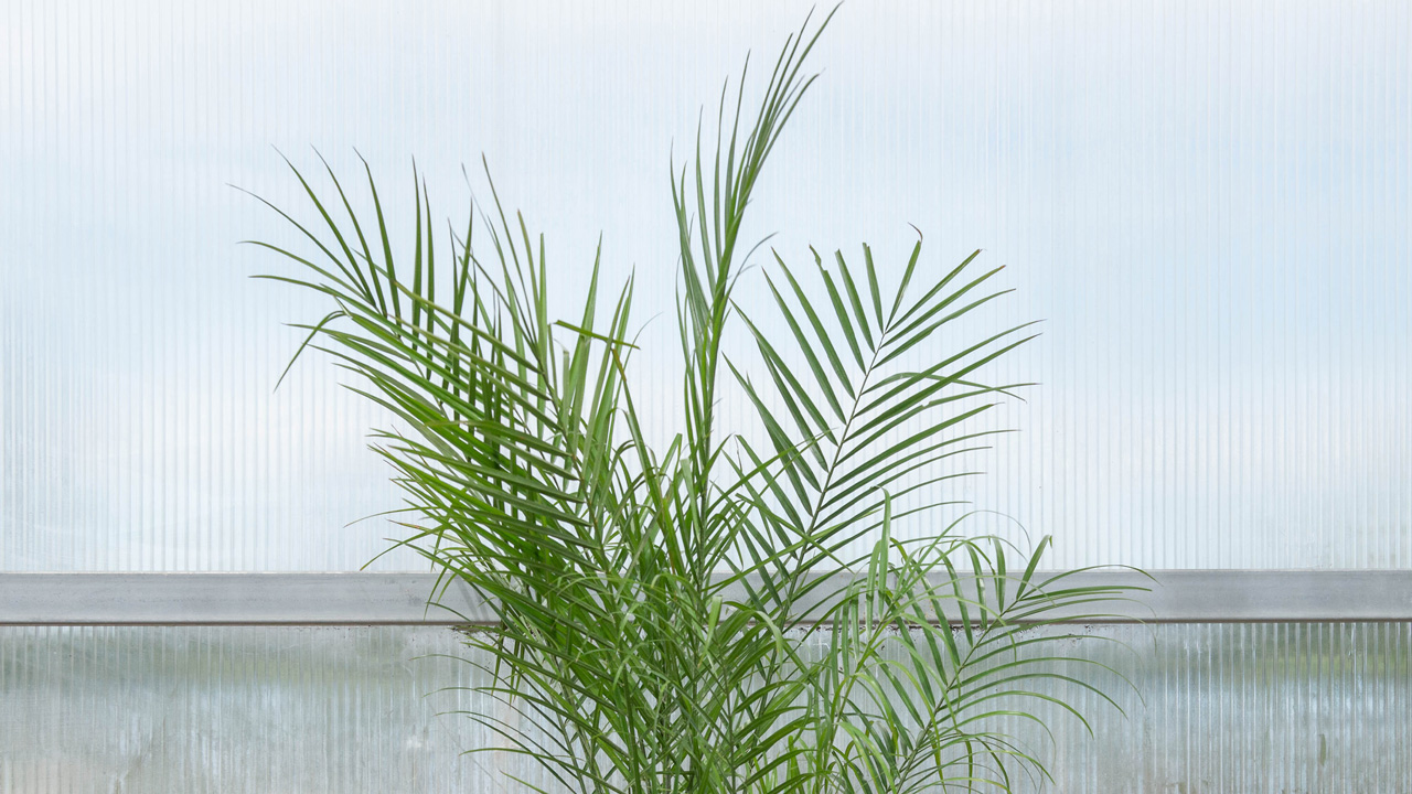 Current Promotions Garden And Plant Sales Mulhall's