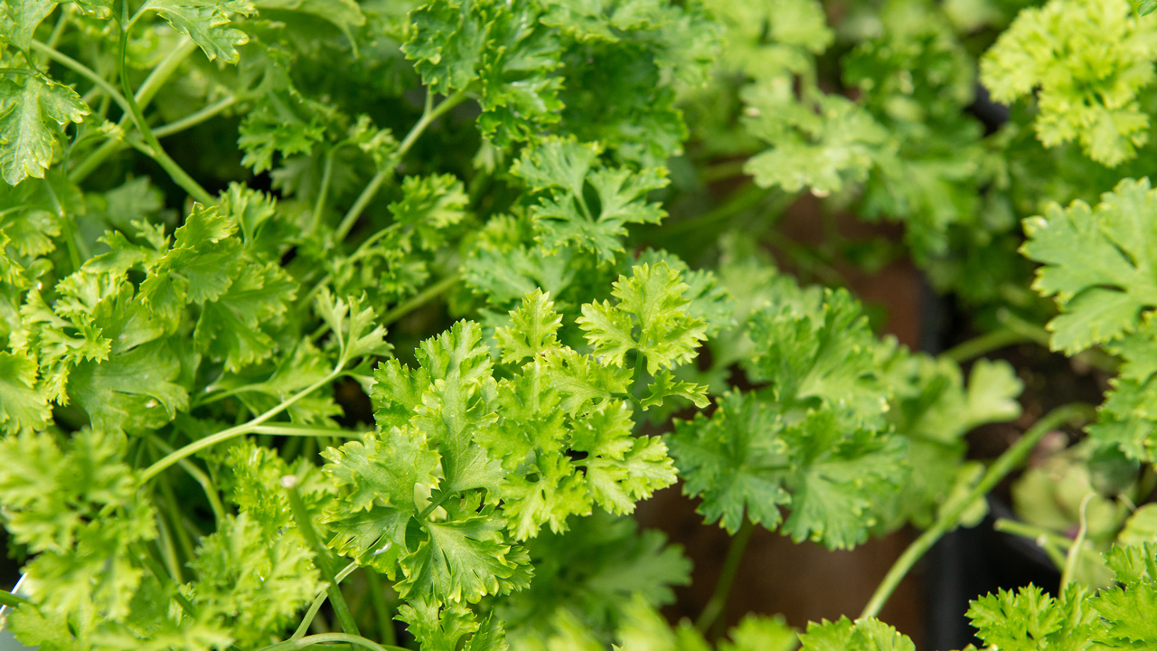 4 Reasons for Companion Planting Mulhall's