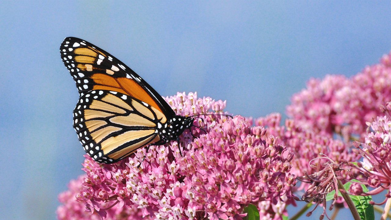 Monarch Caterpillar Munching Milkweed