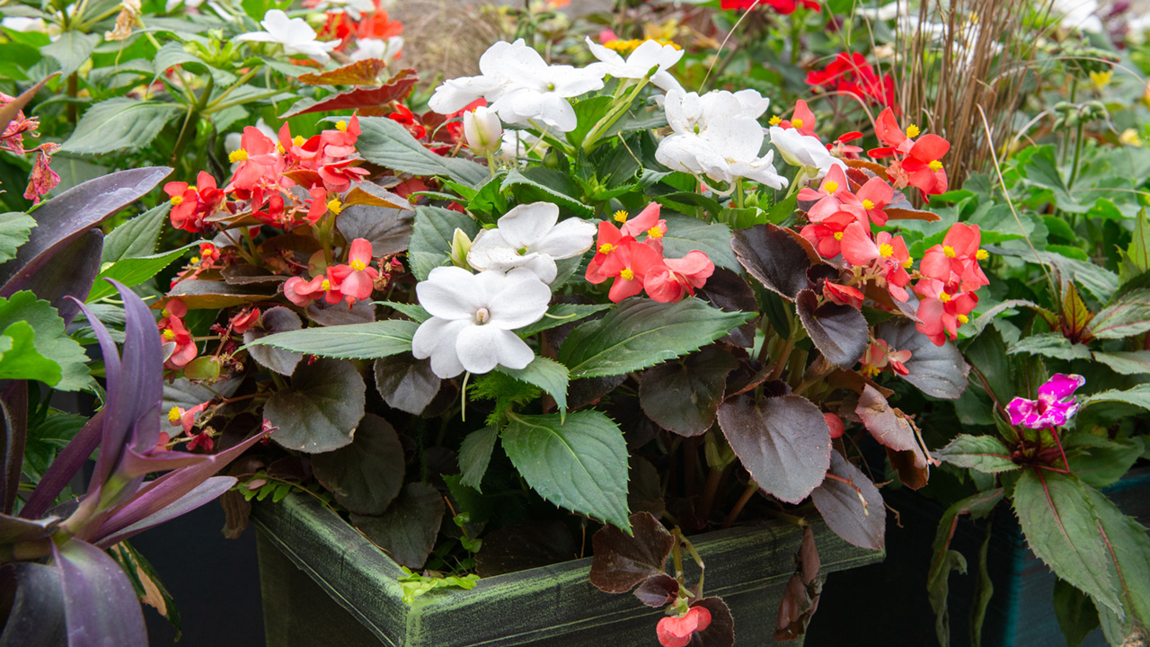 Bright Color for the Shade Mulhall's