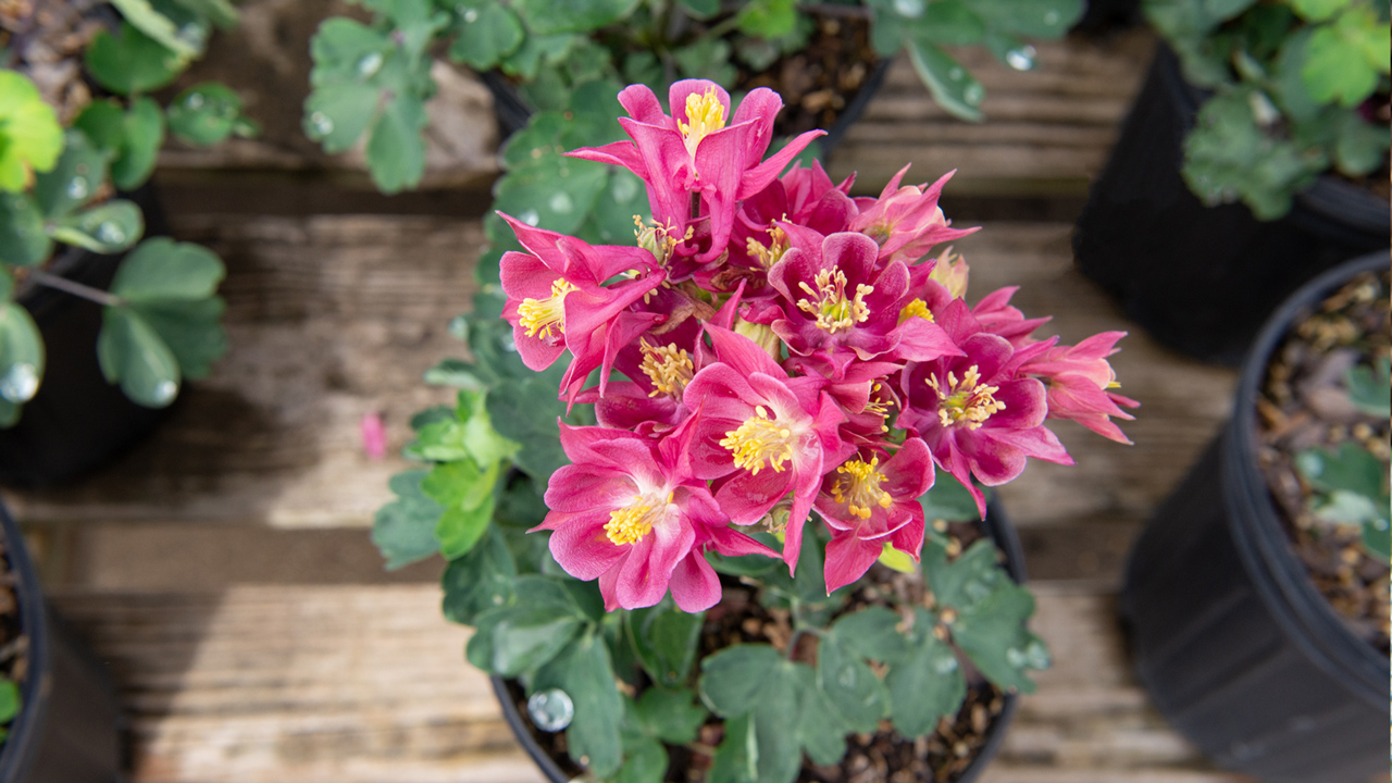 Bright Color for the Shade Mulhall's