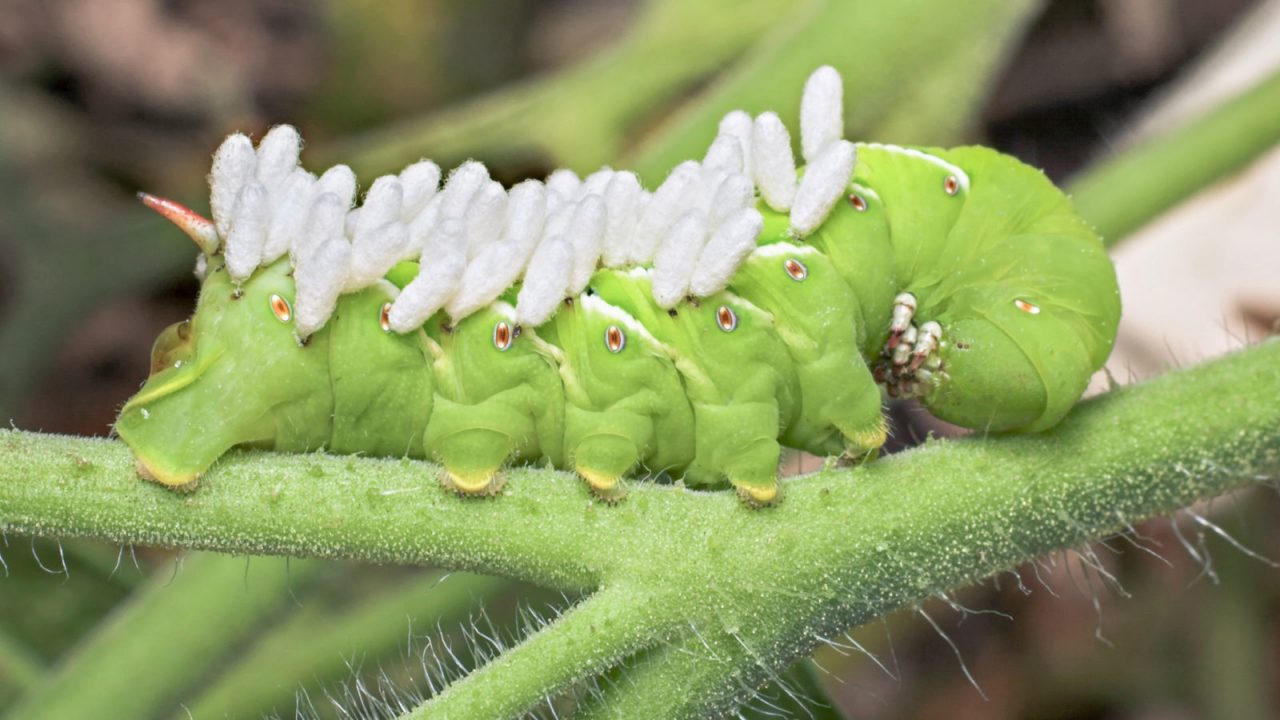 The Mysterious Language of Plants | Mulhall's