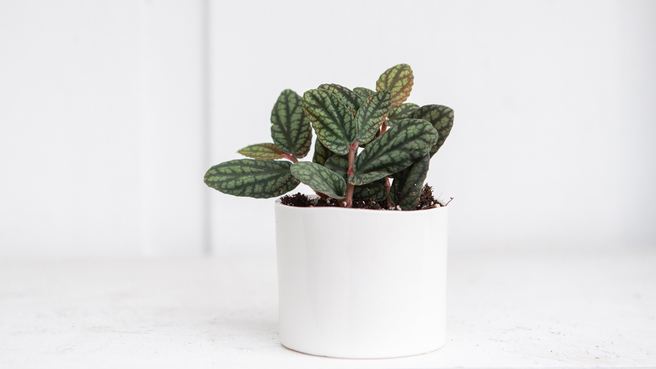 Babyhouseplants Post2 1 