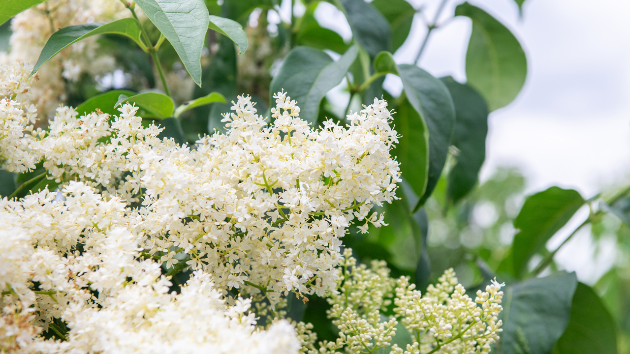 Learn About The Beautiful Japanese Tree Lilac   Mulhall's