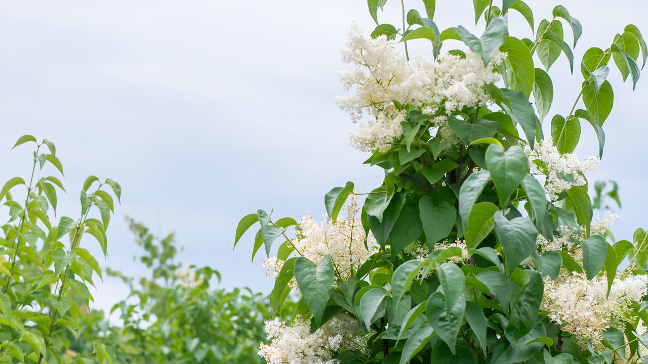 Meet Japanese Tree Lilac : Mulhall's