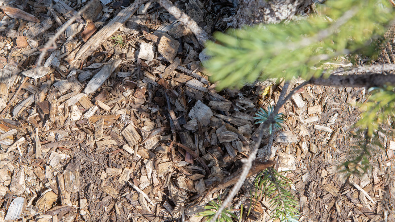 tips-for-planting-in-windy-spaces-mulhall-s