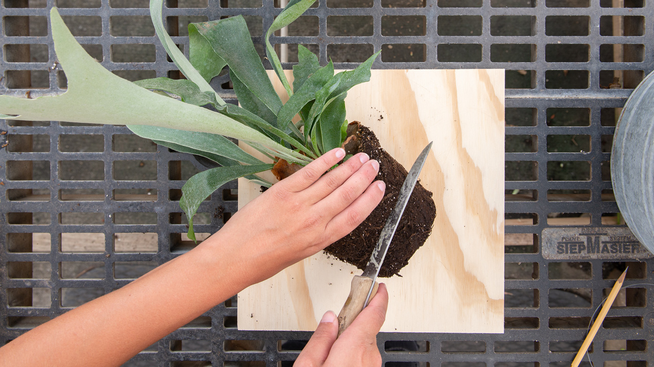 WoodMounted Staghorn Fern Our HowTo Guide Mulhall's